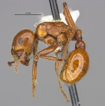 Media type: image;   Entomology 566607 Aspect: habitus lateral view